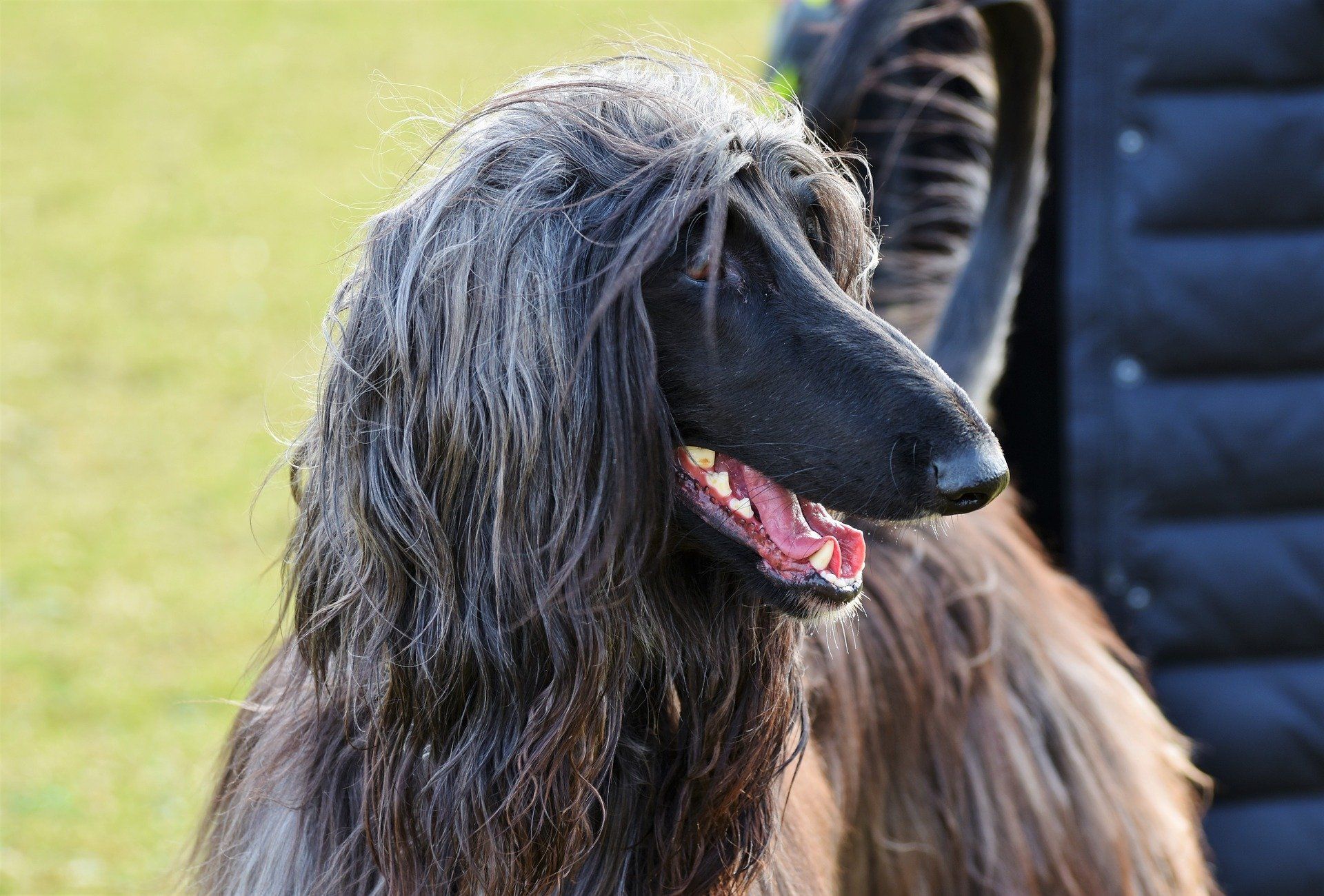 Are Afghan Hounds Affectionate