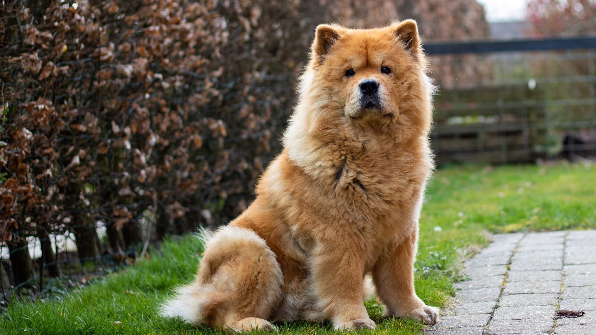Are Chow Chows good guard dogs?