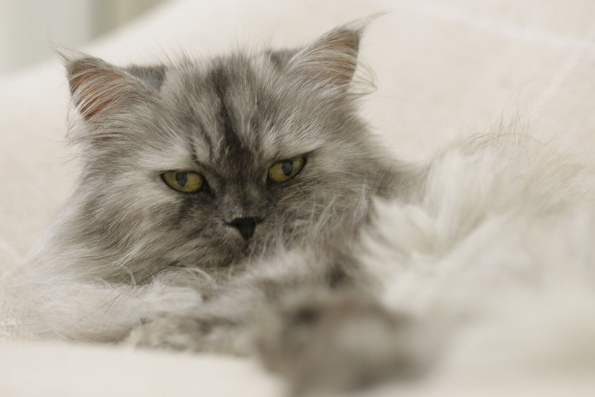 Are Persian cats expensive?