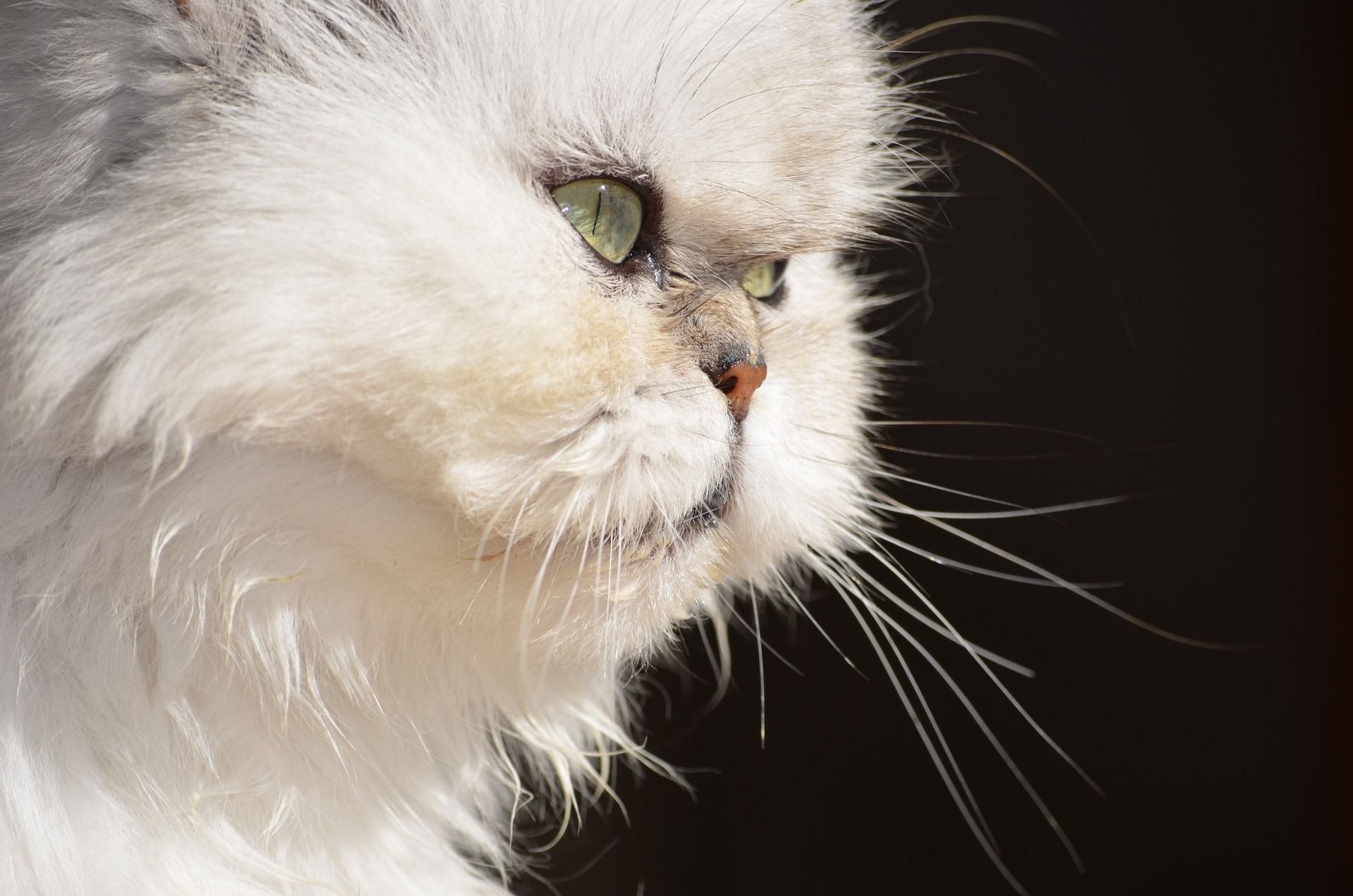 Are Persian cats good pets?