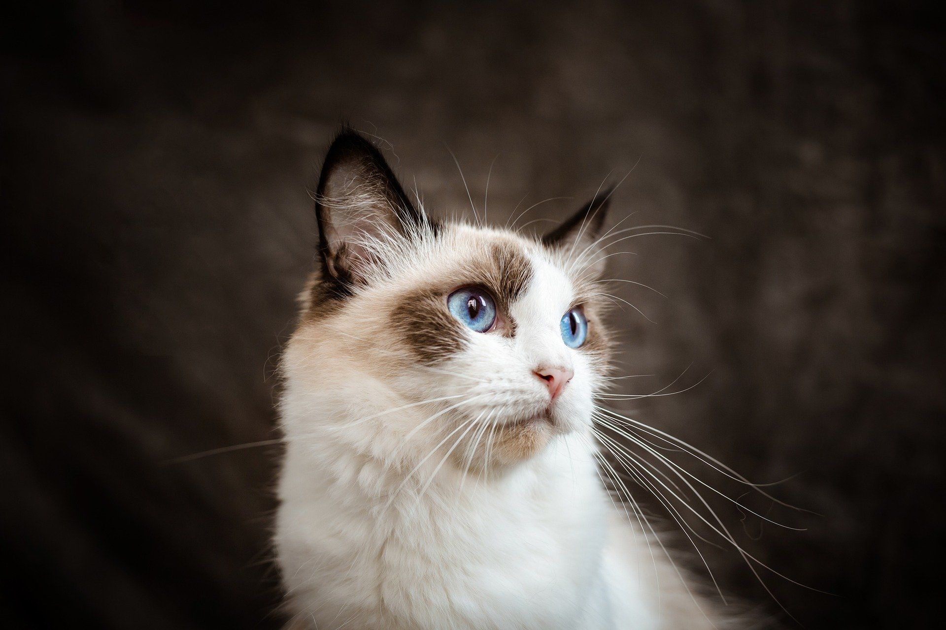 Are Ragdoll cats affectionate?