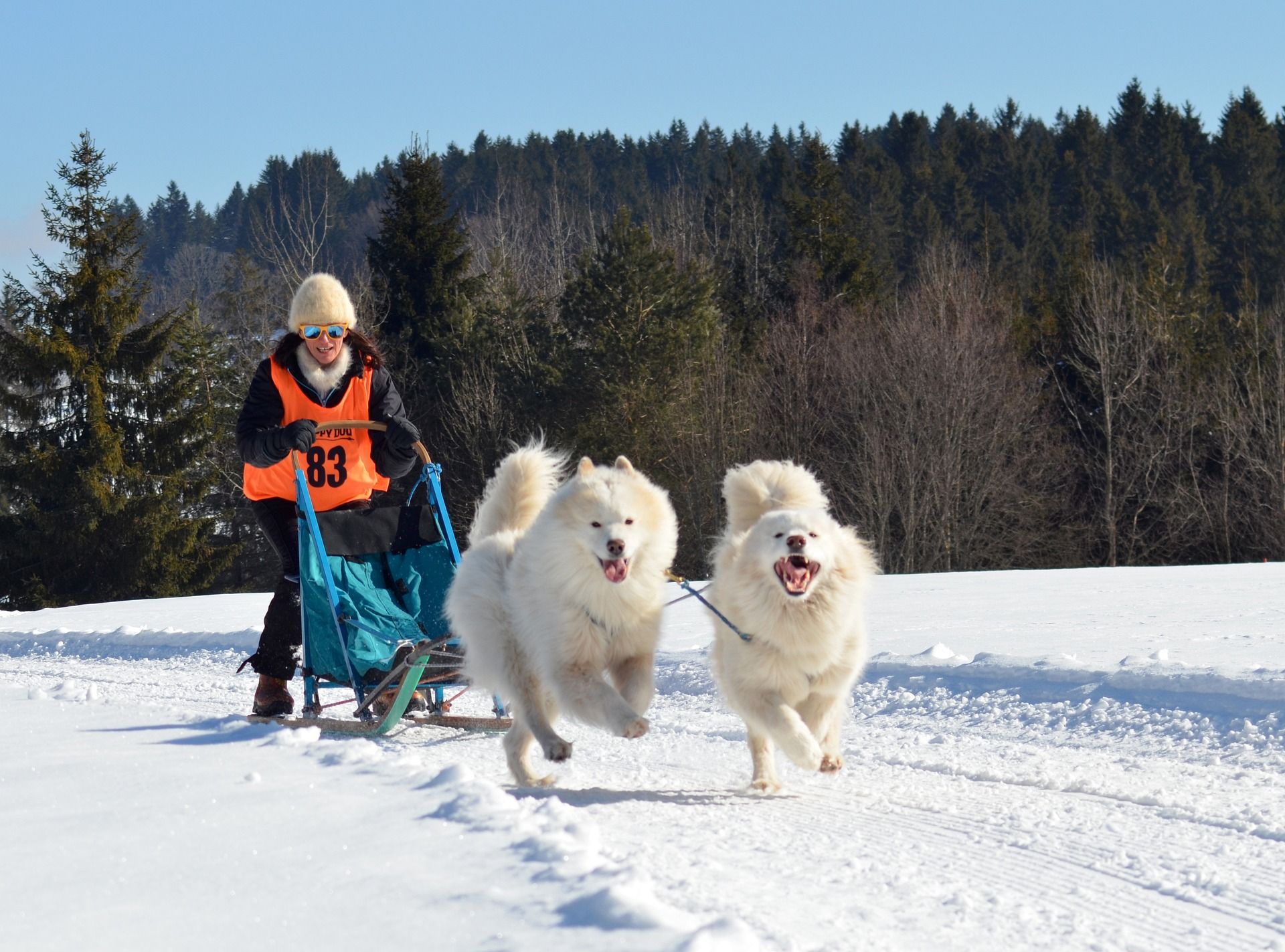 Are Samoyeds Active? Are they High Energy?