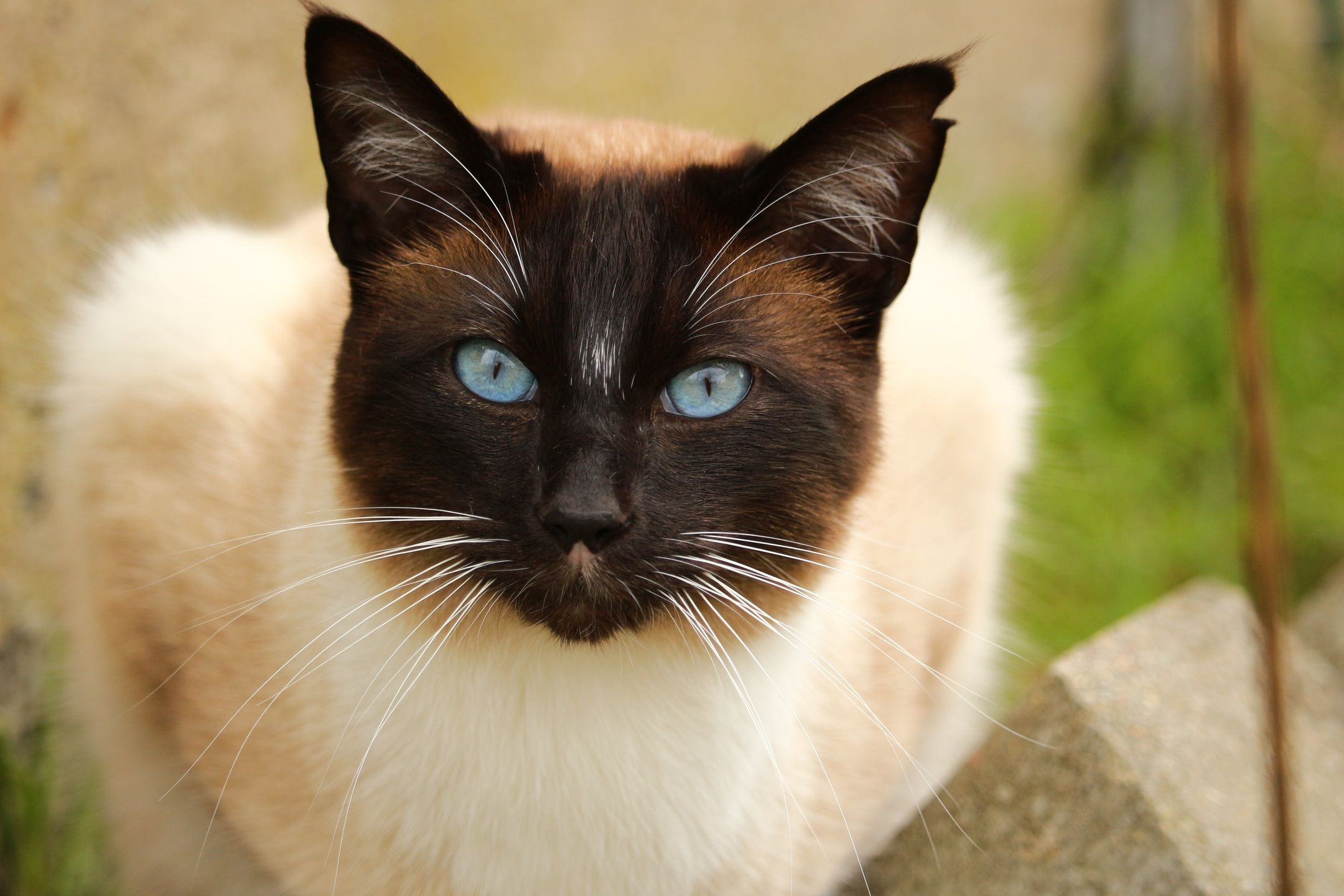 Do Balinese Cats Meow a Lot