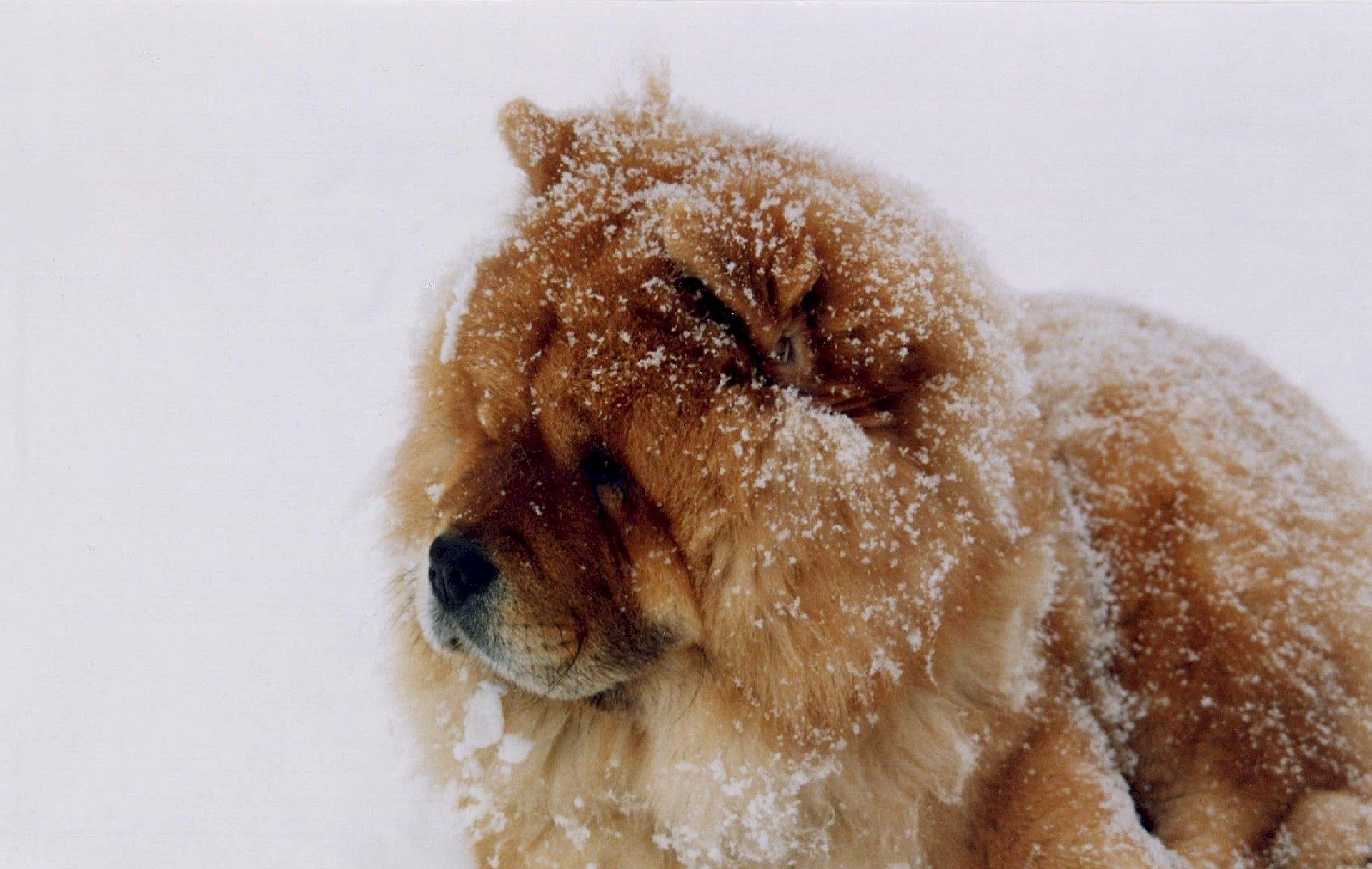 Can Chow Chows Handle Cold Weather