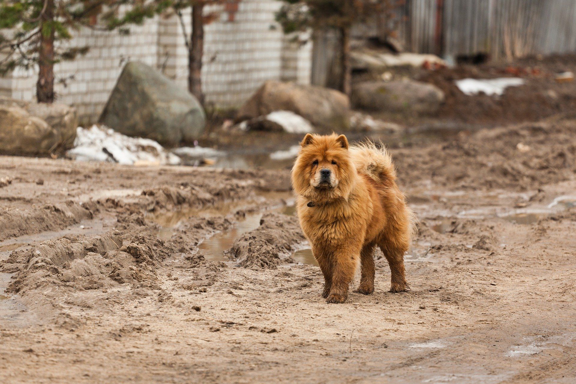 Do Chow Chows Get Along with Other Dogs