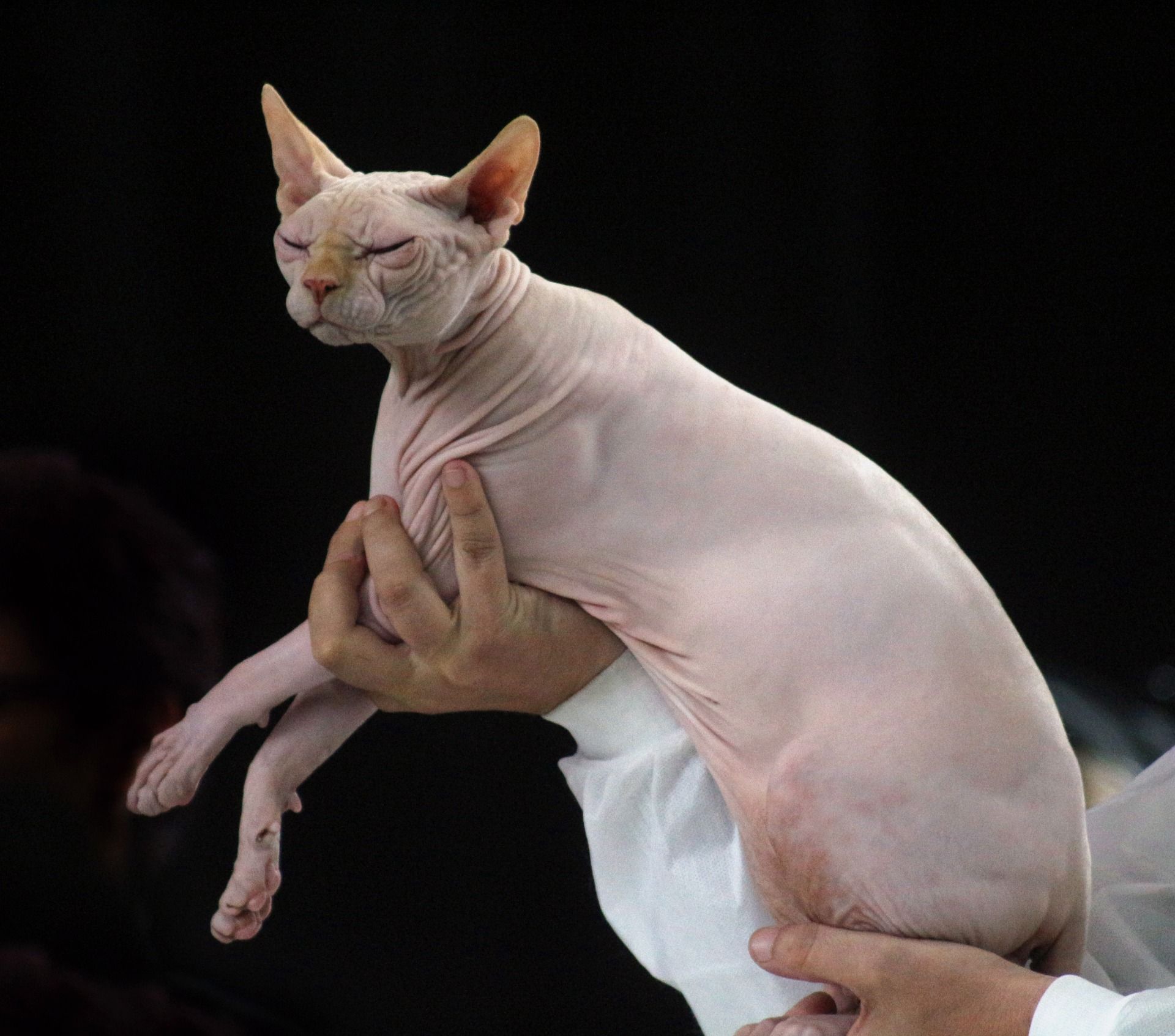 Is a Sphynx cat friendly?