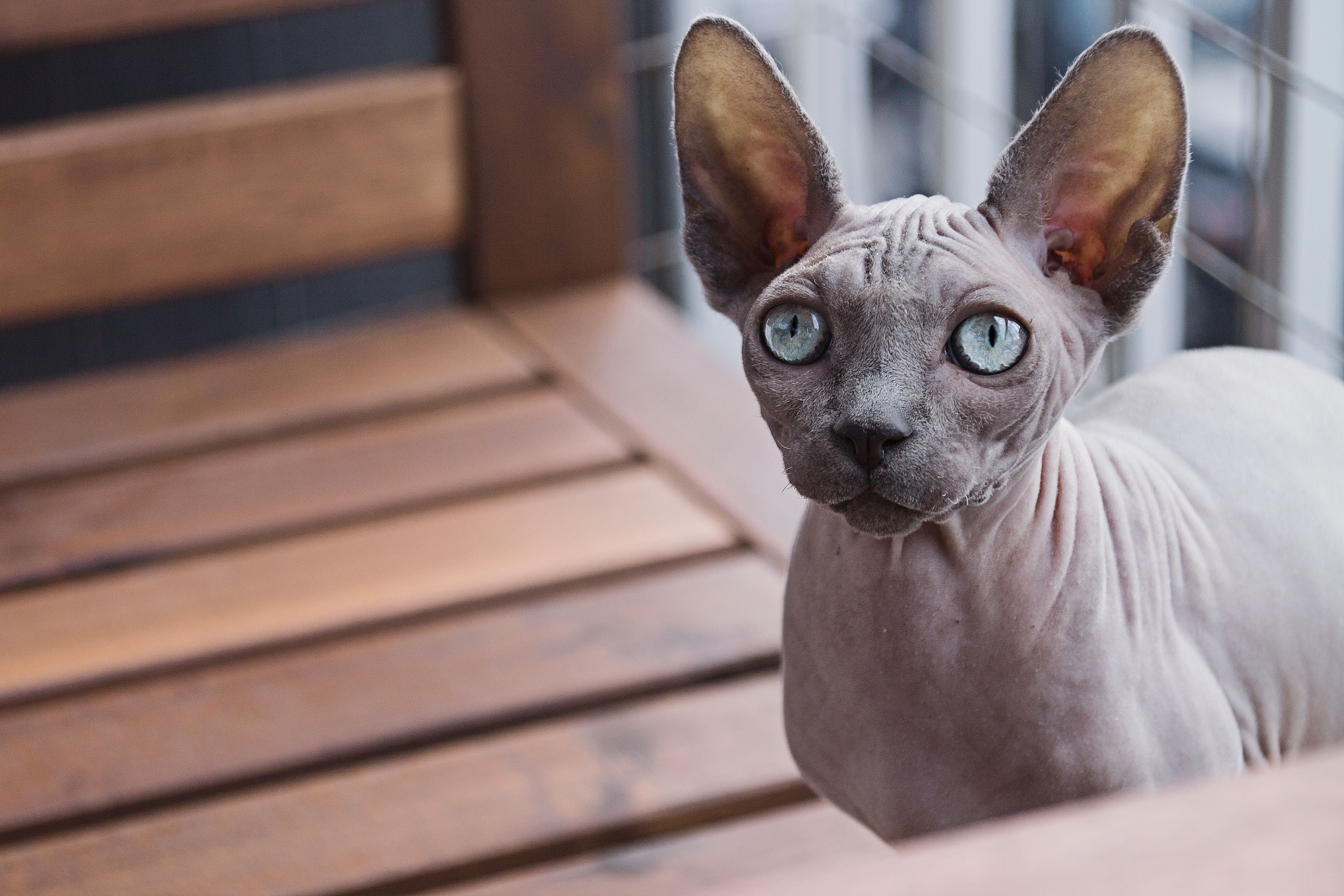 Is a Sphynx Cat Good for Allergies?&mdash;Is it Hypoallergenic?