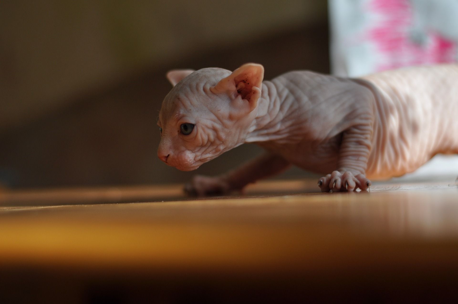 Is a Sphynx Cat Natural?