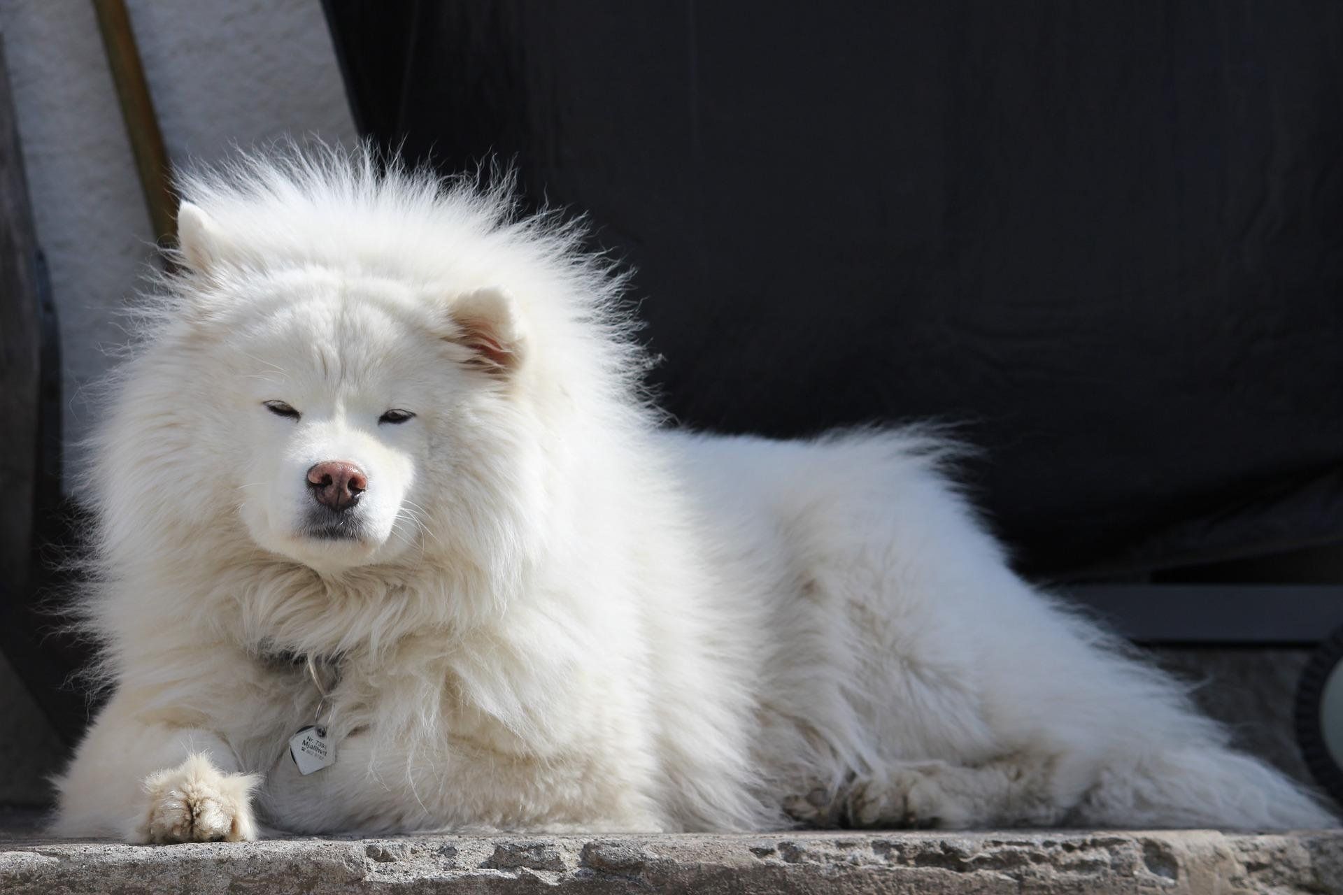 Is Samoyed a Good First Dog (Are They High Maintenance)?