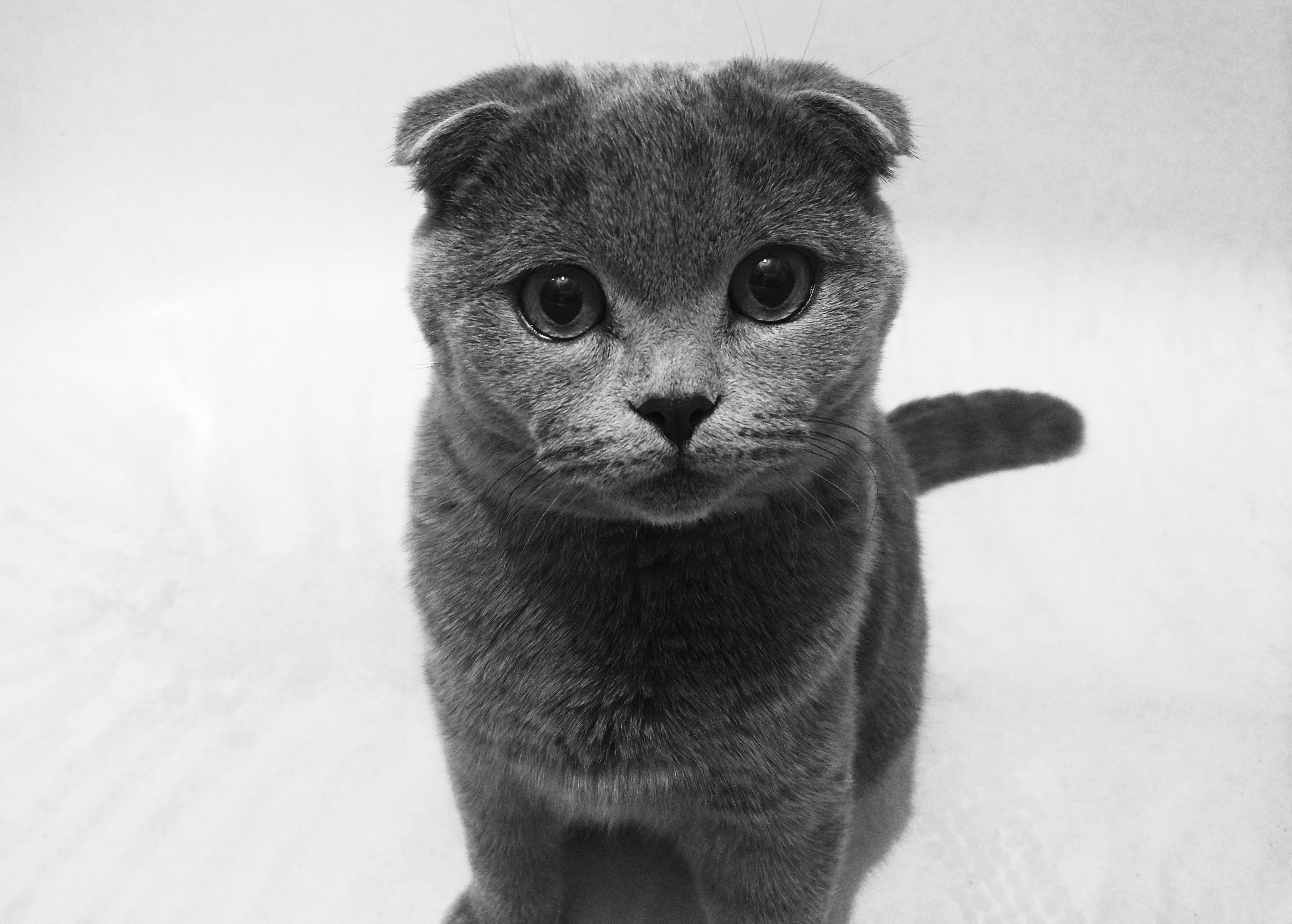 The Scottish Fold: A Quiet Cat with Unique Folded Ears
